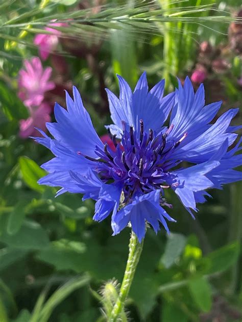 cornflower color