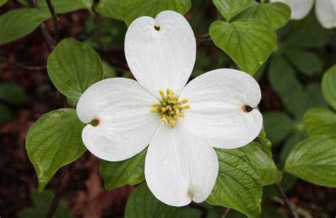cornus florida