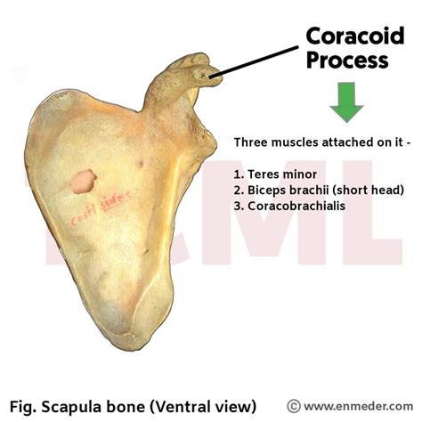 Corocoid Process Anf Ossa