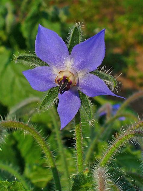 Corolla Dei Fiori