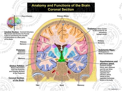 Coronal Section Of Brain