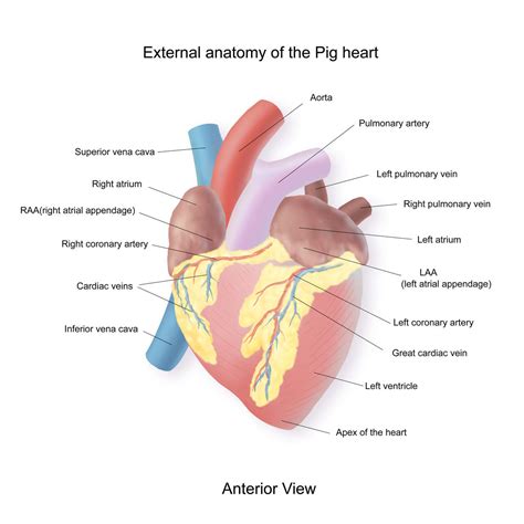 Coronary Artery Pig Function