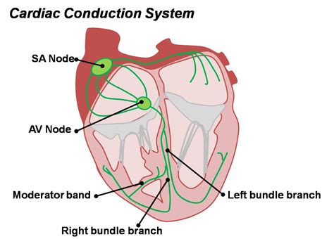 Coronary Conduction System