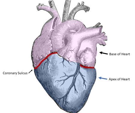 Coronary Sulcus
