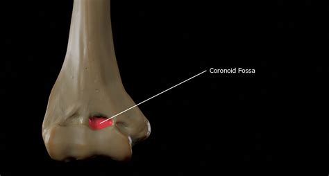 Coronoid Fossa Of Humerus