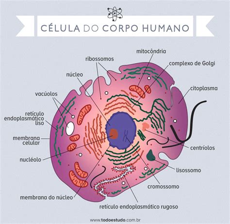 Corpo Humano Celulas