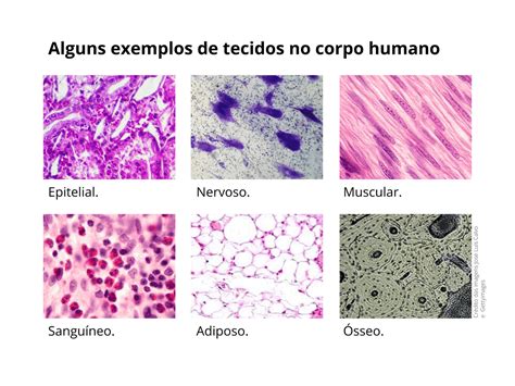 Corpo Humano Tecidos