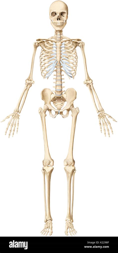 Corpo Umano Scheletro
