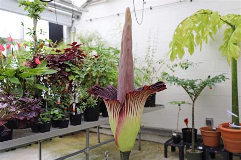Corpse Flower Arnold Arboretum