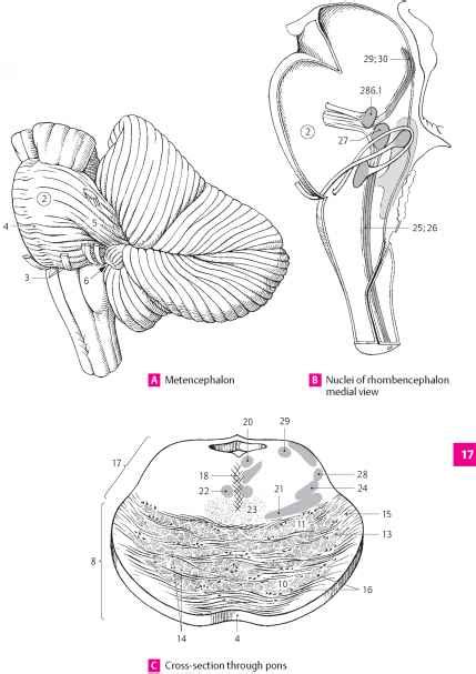 corpus trapezoideum