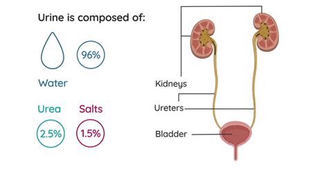 Correct Path Of Urine In Our Body