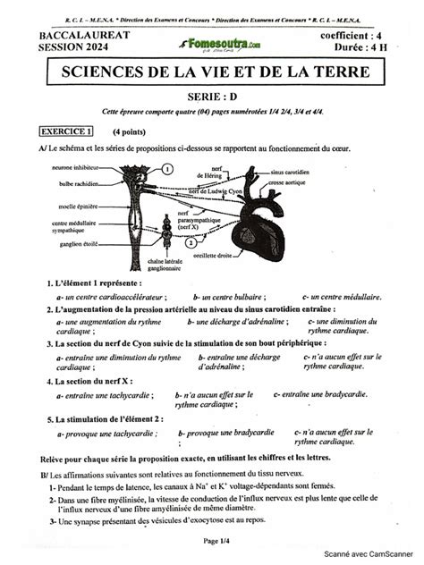 Correction Bac Svt 2024