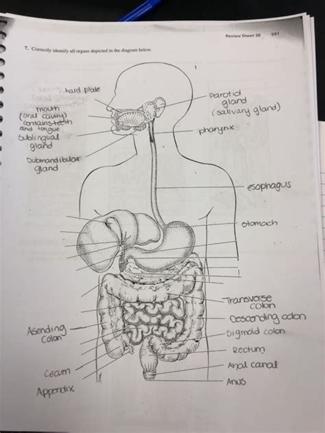 Download Correctly Identify All Organs Depicted In The Diagram Below Review Sheet 38 