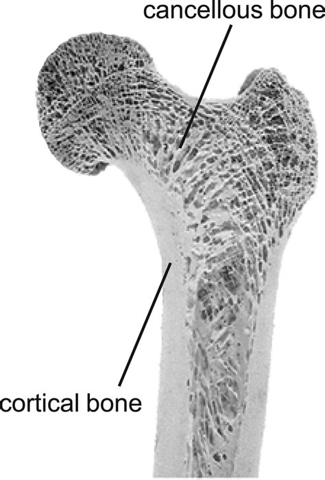 Cortico Cancellous Junction