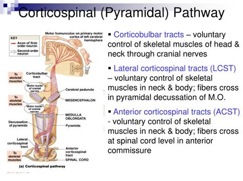 corticospinal tract ppt slides