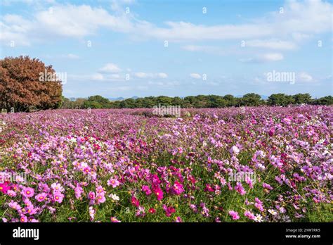 Cosmos A Field Guide
