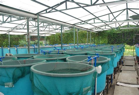 Cost Effective Fish Farming Systems Aquatec Solutions