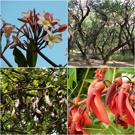 Costa Su Flora