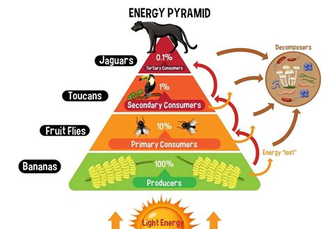 costruire piramide energetica misure