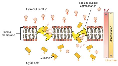Cotransport Of Glucose