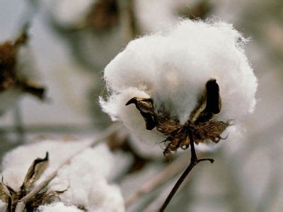 Cotton Description History Production Uses Botanical Name Science Cotton Fabric - Science Cotton Fabric