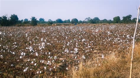 Cottonopolis Of India