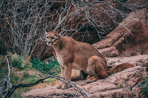 cougars in colorado springs