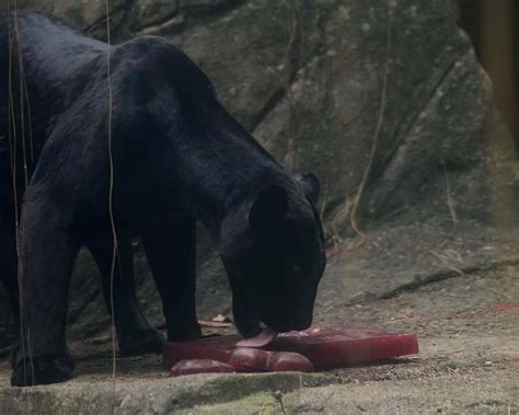 cougars for dark meat