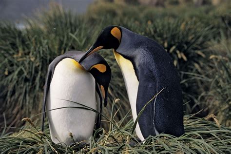 Courtship Behavior In Animals
