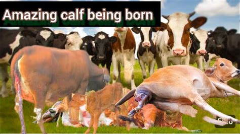 cow boy born