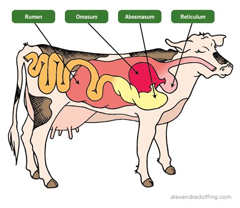 Cow Digestive System Diagram Organs Of Ruminant Gi Digestive System Labeled Diagram - Digestive System Labeled Diagram