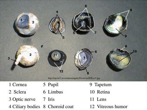 Cow Eyeball Dissection