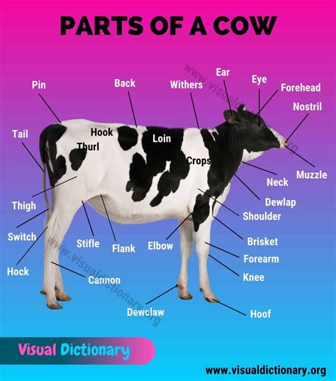 Cow Facts Anatomy Breeds Amp Uses Worksheets For Hopping Cows 9th Grade Worksheet - Hopping Cows 9th Grade Worksheet