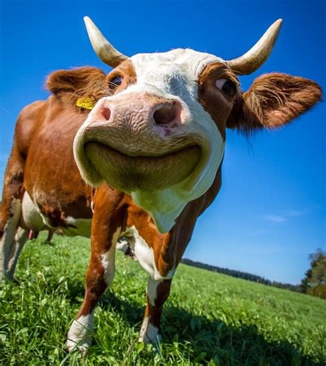 cow happiness