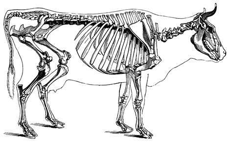cow skeleton drawing