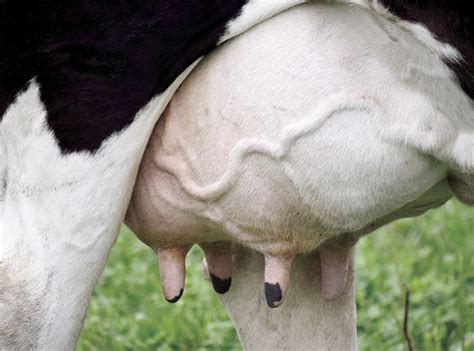 Cow udders porn