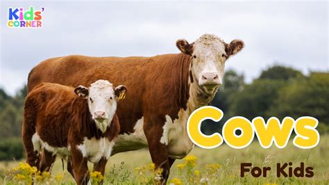 Cows For Kids
