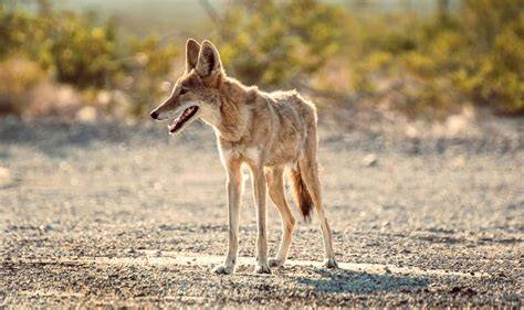 coyodee nude