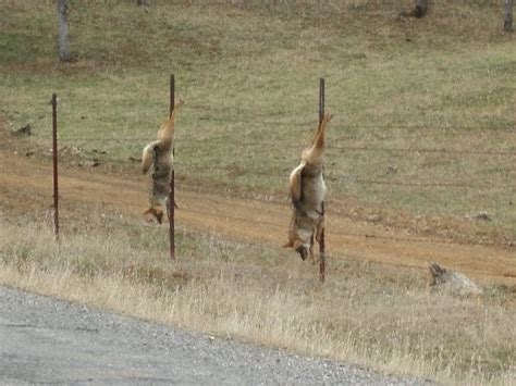 Coyote Fencing Chatham Chatlist Highlights Coyotes And Fences - Coyotes And Fences