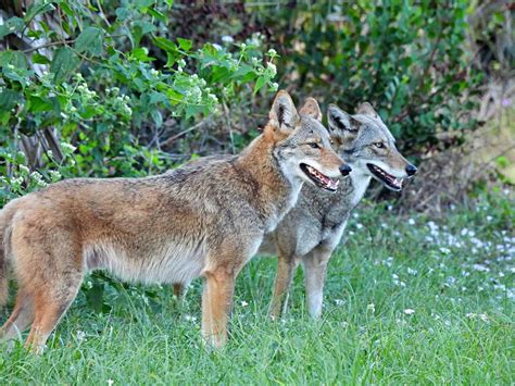coyote florida