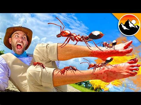 Coyote peterson fire ants