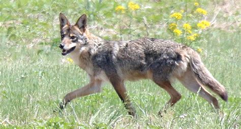 coyotes in ohio