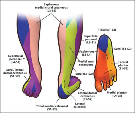 Cpt Code For Sural Nerve Decompression