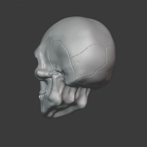 Crâne 3d En Ligne   Top 10 Des Crânes à Imprimer En 3d - Crâne 3d En Ligne
