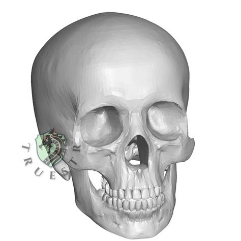 Crâne Humain 3d   Modèles De Crâne 3d à Télécharger Gratuitement Open3dmodel - Crâne Humain 3d