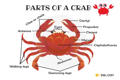 Crab Anatomy Worksheet Education Com Crustacean Worksheet For Kindergarten - Crustacean Worksheet For Kindergarten