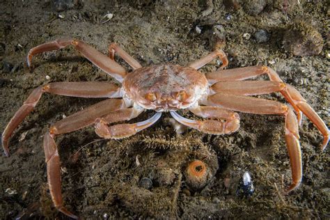 Crab Weakness Too Many Types