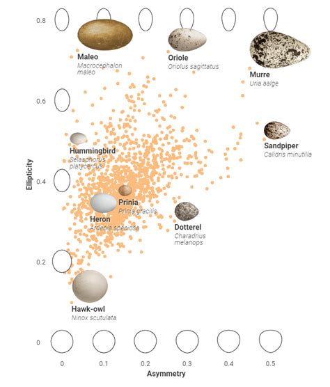 Cracking The Mystery Of Egg Shape Science Science Eggs - Science Eggs