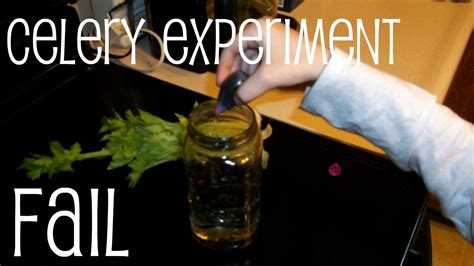 Craft Fail Kidu0027s Science Celery Experiment Adventures Of Celery Science Experiment - Celery Science Experiment