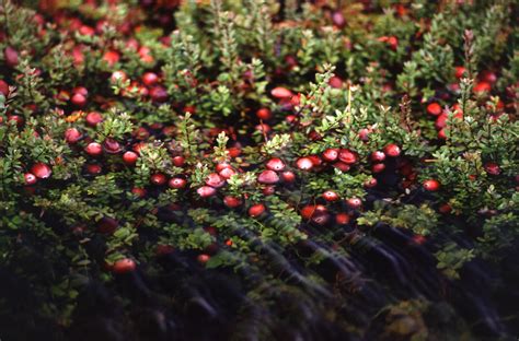 cranberries fruit of the bogs